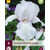 Iris Germanica White Knight - 5 Plants
