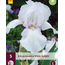 Iris Germanica White Knight - 5 Plants - Hardy - Zwaardiris - Bearded Iris Buy?