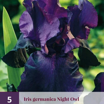 Iris Germanica Night Owl - 5 Planten