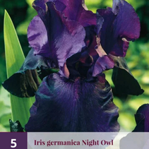 Iris Germanica Night Owl - 5 Planten