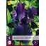 Iris Germanica Night Owl - 5 Plants - Bearded Iris - Sword Iris - Buy Summer Flowers?