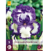 Iris Germanica Loop the Loop - 5 Plants - Perennial - Buy Summer Flowers?