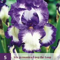 Iris Germanica Schleife der Schleife - 5 Pflanzen