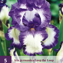 Iris Germanica Schleife der Schleife - 5 Pflanzen