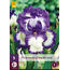 Iris Germanica Loop the Loop - 5 Plants - Perennial - Buy Summer Flowers?