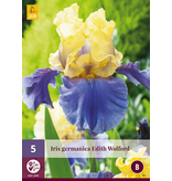 Iris Germanica Edith Wolford - 5 Plants - Hardy - Buy Summer Flowers?