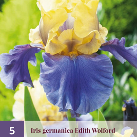 Iris Germanica Edith Wolford - 5 Plants - Hardy - Buy Summer Flowers?