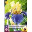 Iris Germanica Edith Wolford - 5 Pflanzen - Winterhart - Sommerblumen kaufen?