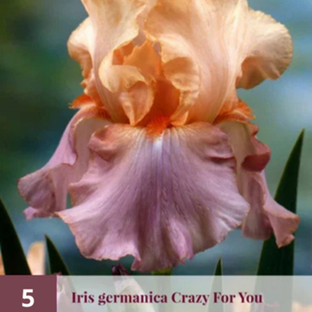 Iris Germanica Crazy For You - 5 Plants - Buy Hardy Summer Flowers?