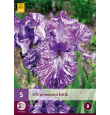 Iris Germanica Batik - 5 Plants - Hardy Plant - Buy Summer Flowers?