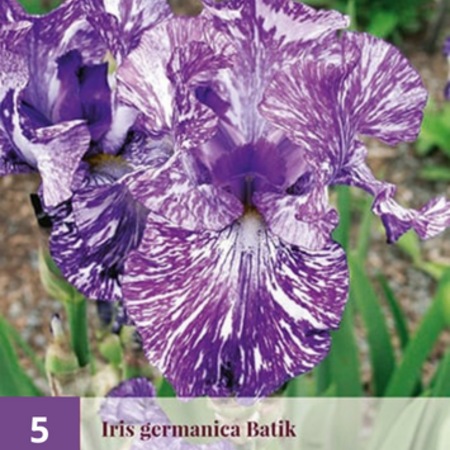 Iris Germanica Batik - 5 Planten - Winterharde Plant - Zomerbloeiers Kopen?