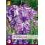 Iris Germanica Batik - 5 Pflanzen - Winterharte Pflanze - Sommerblumen kaufen?