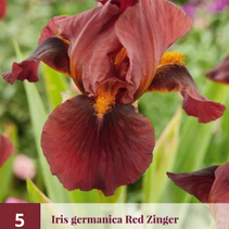 Iris Germanica - Red Zinger - 5 Planten