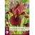 Iris Germanica - Red Zinger - 5 Plants