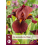 Iris Germanica - Red Zinger - Buy hardy perennials? - Garden Select