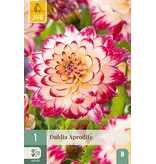 Jub Holland  Dahlie Aphrodite – Neu – 1 Knolle – Wunderschöne Sommerblüher – Garden Select