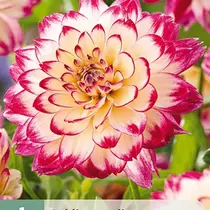 Dahlia Aphrodite - New - 1 Tuber