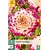 Jub Holland Dahlia Aphrodite - New - 1 Tuber