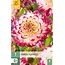 Jub Holland Dahlia Aphrodite - Nieuw - 1 Knol - Fraaie Zomerbloeiers - Garden Select