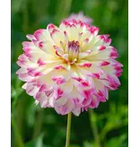 Jub Holland  Dahlie Aphrodite – Neu – 1 Knolle – Wunderschöne Sommerblüher – Garden Select