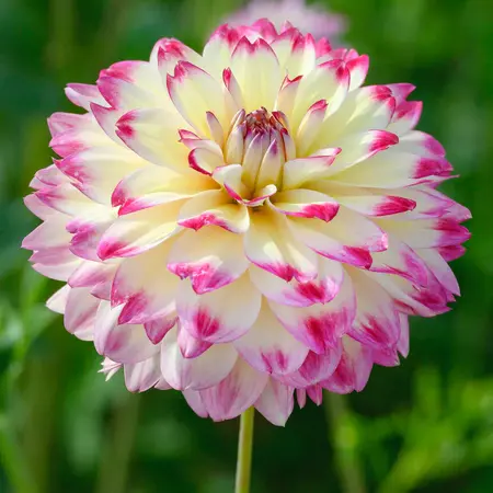 Jub Holland Dahlia Aphrodite - New - 1 Tuber - Beautiful Summer Bloomers - Garden Select