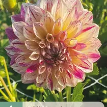 Dahlia Kameleon - Nieuw - 1 Knol