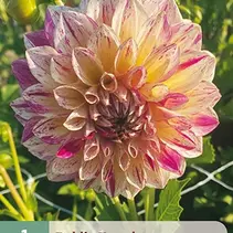 Dahlia Chameleon - New - 1 Tuber