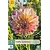 Jub Holland Dahlia Kameleon - Nieuw - 1 Knol