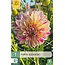 Jub Holland Dahlia Chameleon – Neu – 1 Knolle – Dekorative Dahlie – Garden Select