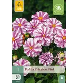 Jub Holland Dahlia Priceless Pink - Nieuw - 1 Knol - Zomerbloeiers Online Kopen?