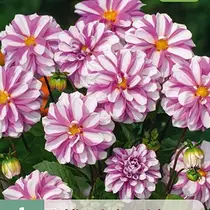 Dahlie Priceless Pink - Neu - 1 Knolle