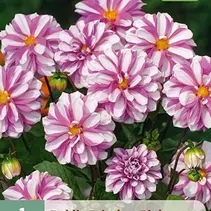 Dahlia Priceless Pink - New - 1 Tuber