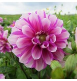 Jub Holland Dahlia Priceless Pink - Nieuw - 1 Knol - Zomerbloeiers Online Kopen?