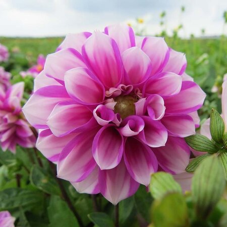 Jub Holland Dahlia Priceless Pink - New - 1 Tuber - Buy Summer Flowers Online?