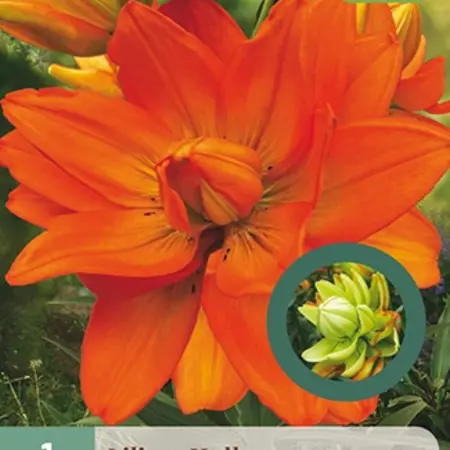 Jub Holland Lily Hulk – Neu – Jetzt im Online-Gartencenter Garden Select kaufen