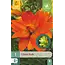 Jub Holland Lily Hulk - New - Buy at Online Garden Center Garden Select