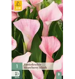 Jub Holland Zantedeschia Strawberry Blush - Nieuw - 1 Bol - Zomerbloeiers