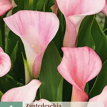 Zantedeschia Strawberry Blush - Nieuw - 1 Bol