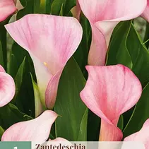 Zantedeschia Strawberry Blush - Nieuw - 1 Bol
