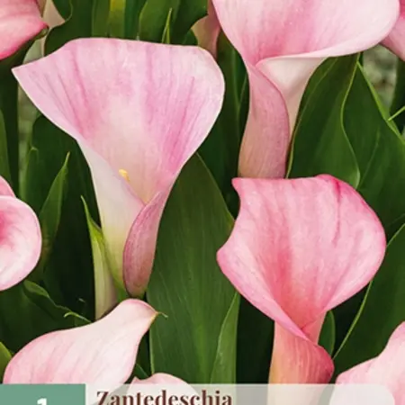 Jub Holland Zantedeschia Strawberry Blush - New - 1 Bulb - Summer bloomers