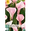 Jub Holland Zantedeschia Strawberry Blush - New - 1 Bulb - Summer bloomers