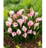 Jub Holland Zantedeschia Strawberry Blush - New - 1 Bulb - Summer bloomers