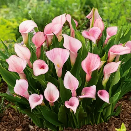 Jub Holland Zantedeschia Strawberry Blush - Nieuw - 1 Bol - Zomerbloeiers