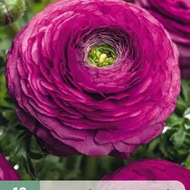 Purple Ranunculus - New - 10 Bulbs