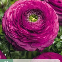 Purple Ranunculus - New - 10 Bulbs