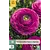 Jub Holland Purple Ranunculus - New - 10 Bulbs