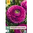 Jub Holland Buy Lila Ranunkeln – Neu – 10 Blumenzwiebln – Summer Blumen at Garden Select