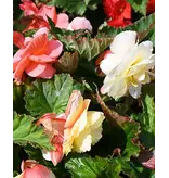 Begonia - Pastel Wave Mix - 3 Bollen - Fraaie Zomerbloeiers Kopen? Garden Select