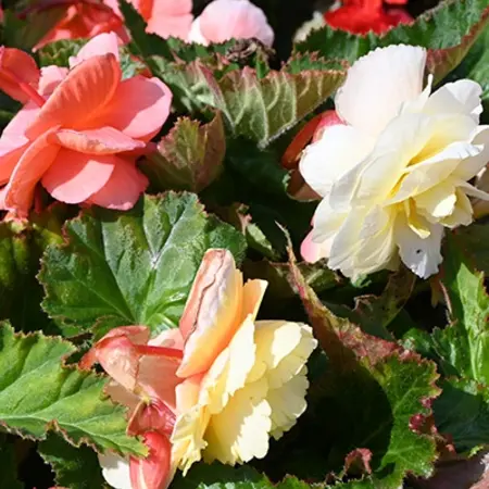 Begonia - Pastel Wave Mix - 3 Bulbs - Buy Beautiful Summer Bloomers? Garden Select