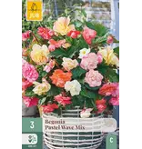 Begonia - Pastel Wave Mix - 3 Bulbs - Buy Beautiful Summer Bloomers? Garden Select